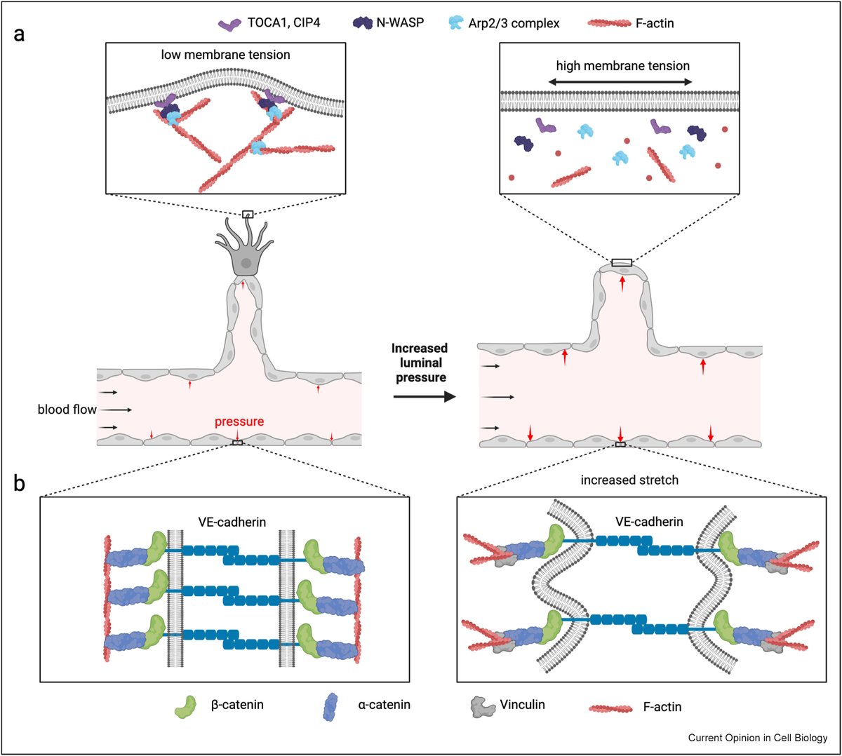Endothelial Cell News (@endothelialnews) on Twitter photo Drs. Stephan Huveneers (<a href="/Huveneers_Lab/">Huveneers Lab</a>) and Li-Kun Phng (<a href="/LabPhng/">Li-Kun Phng</a>) discuss new conceptual advances gained from in vitro and in vivo models of #angiogenesis on the control of #endothelial cell dynamics.
📰 bit.ly/4eHTpE6 Drs. Stephan Huveneers (<a href="/Huveneers_Lab/">Huveneers Lab</a>) and Li-Kun Phng (<a href="/LabPhng/">Li-Kun Phng</a>) discuss new conceptual advances gained from in vitro and in vivo models of #angiogenesis on the control of #endothelial cell dynamics.
📰 bit.ly/4eHTpE6