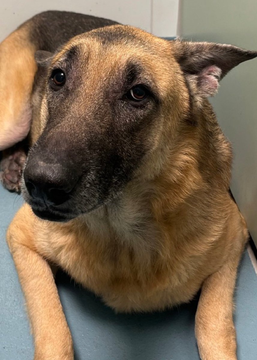 TAV4NYCACCDogs's tweet photo. Roofus 210045 #NYCACC
Listed TBK 10/3
 Roofus is 6 yrs old
He has an ear infection
He loves soccer and know cues
Not acclimating well at shelter 
Please help save Roofus!
https://t.co/md72J5piE5
#Pledge4Rescue #foster #adopt https://t.co/8okvsVS6re