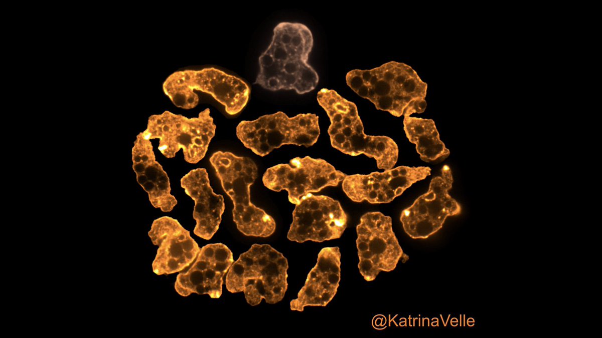 Katrina Velle tweet media