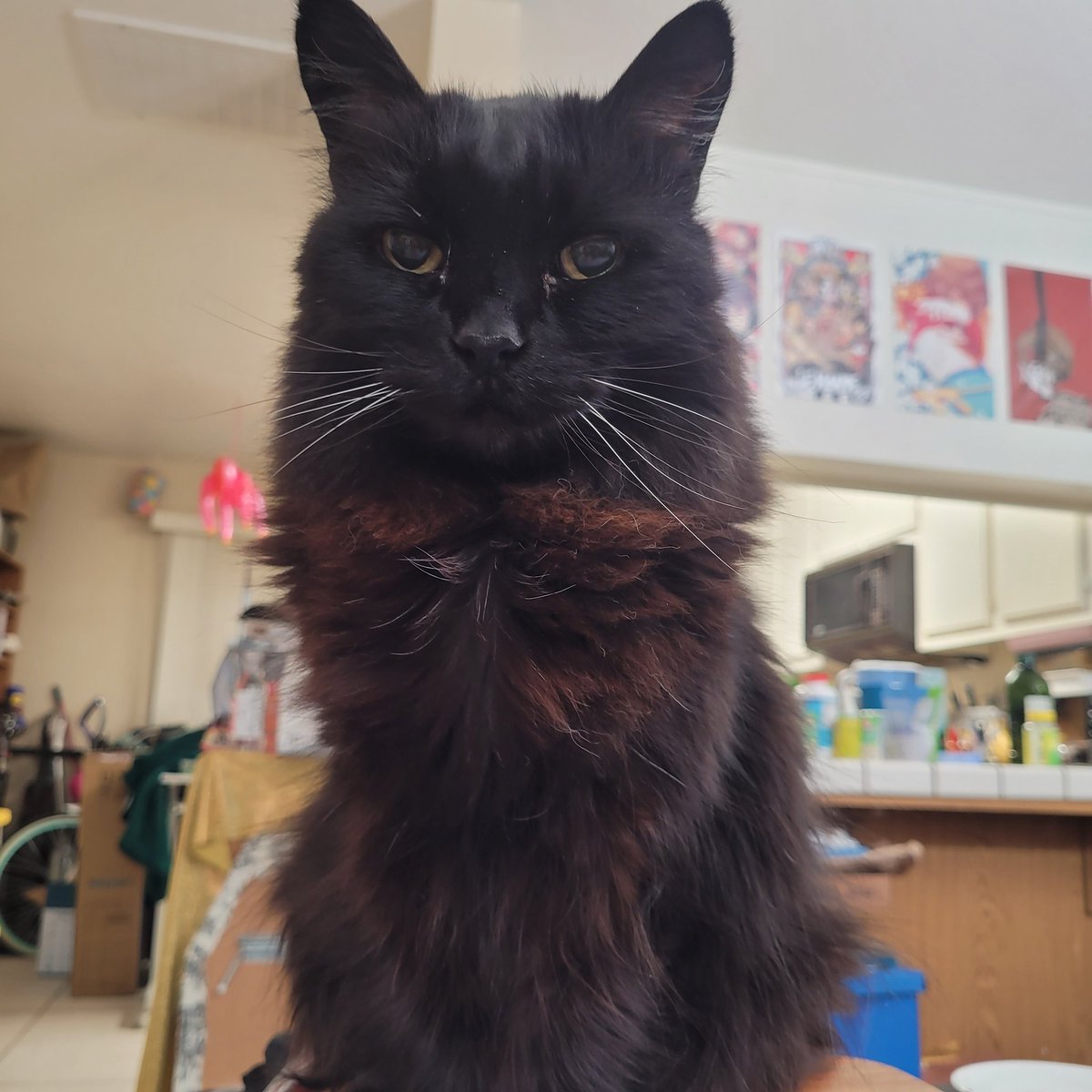 crunch element tweet media