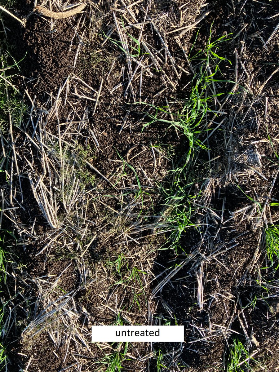 BASF Agricultural Solutions Australia tweet media