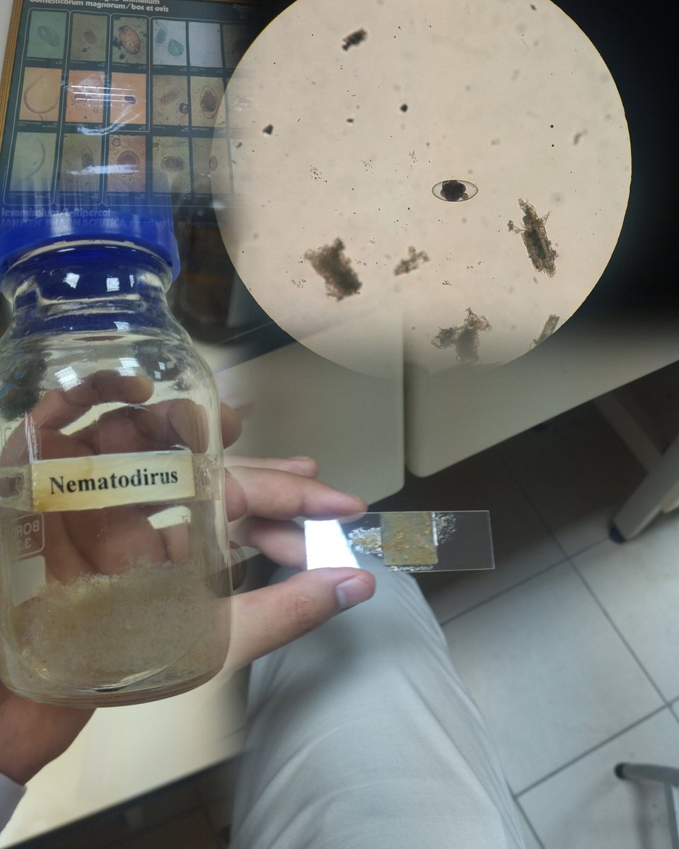 bok muayenesi günü diyebiliriz