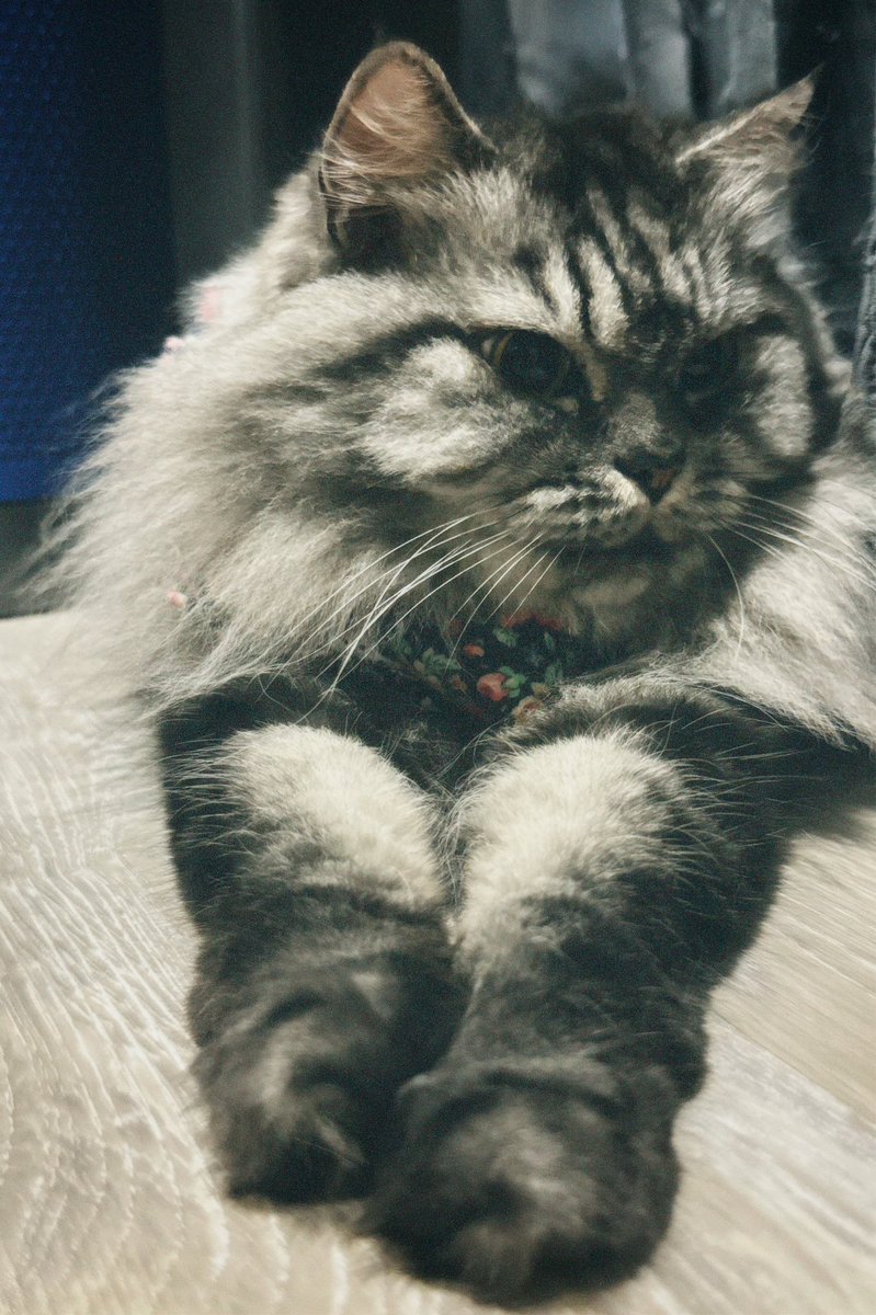 🐈‍⬛ tweet media