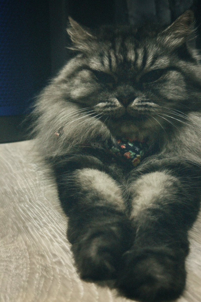 🐈‍⬛ tweet media