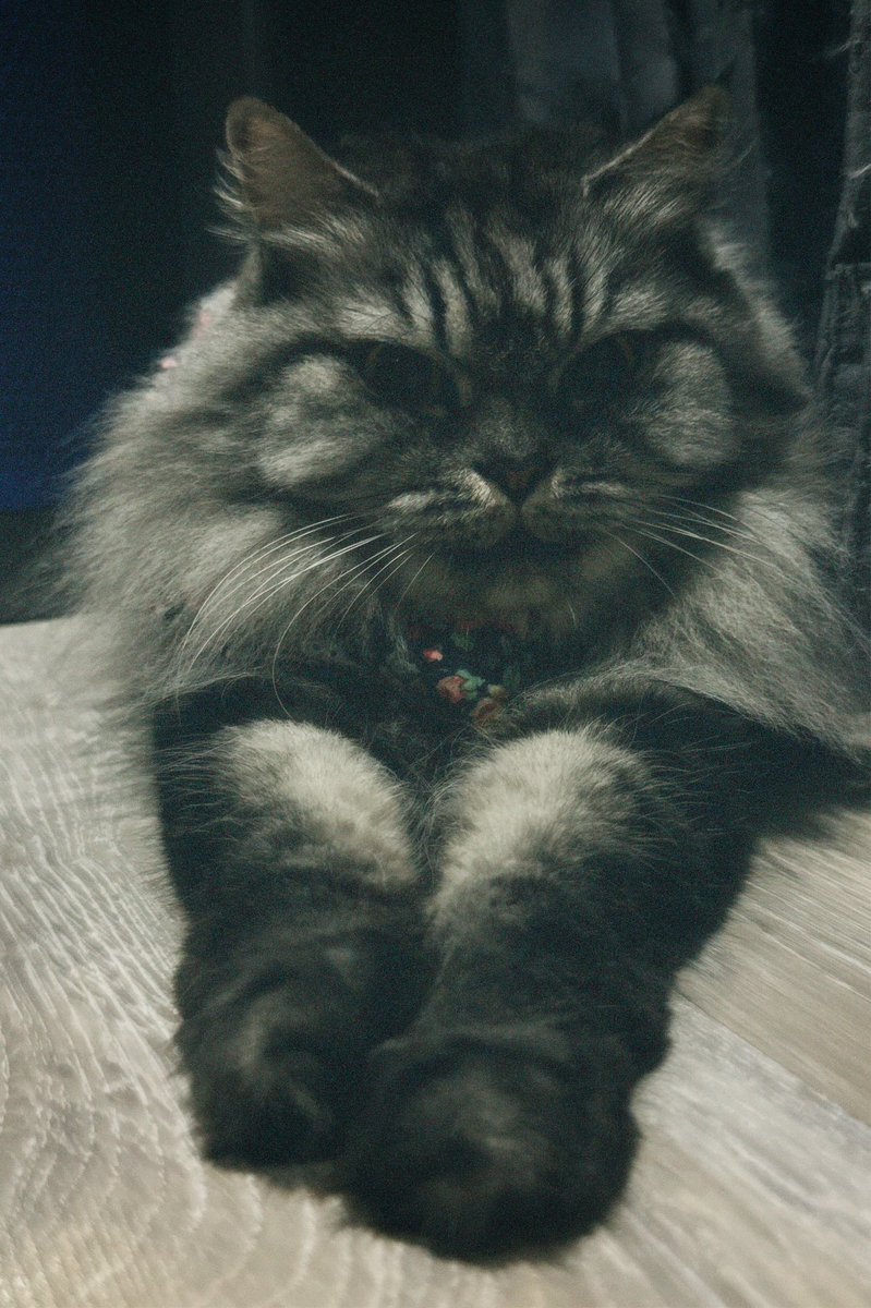 🐈‍⬛ tweet media