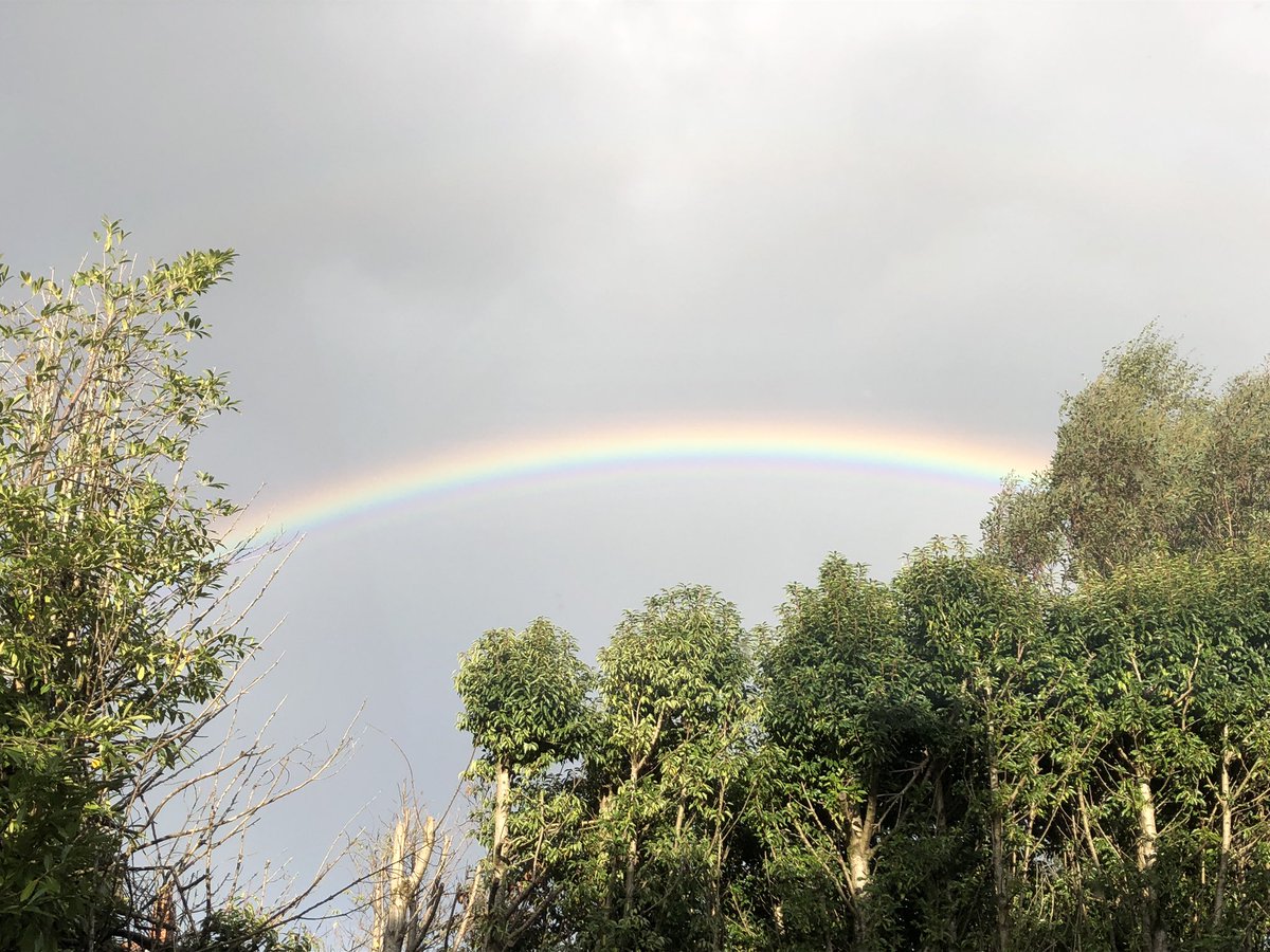 Rainbow 🌈 in my garden #wildcardiffhour