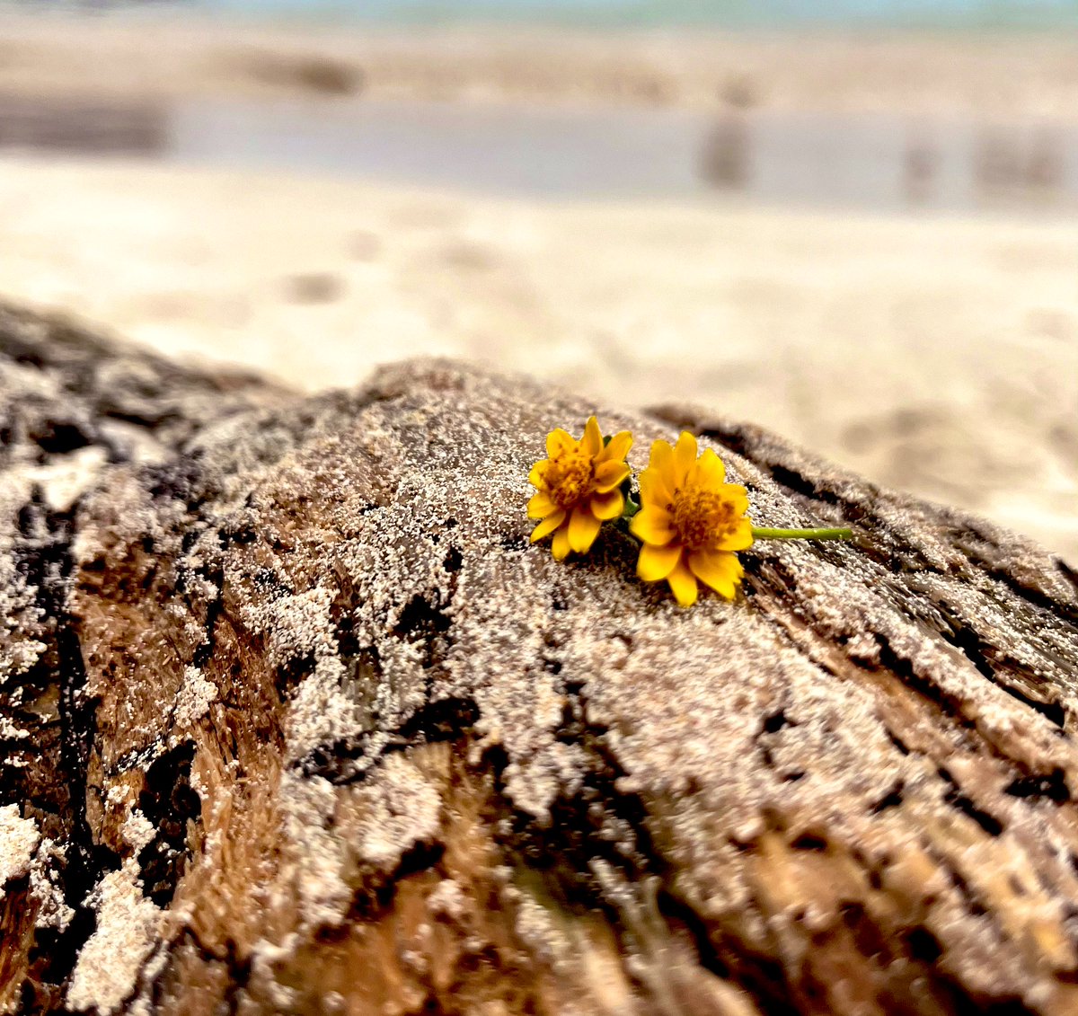 Créele a Dios!
 incluso cuando nada parece tener sentido, justo eso es tener fe. 🌼