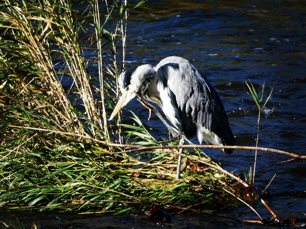 Itchy scitchy scratchy! #wildcardiffhour #herons 🦖🦖🦖