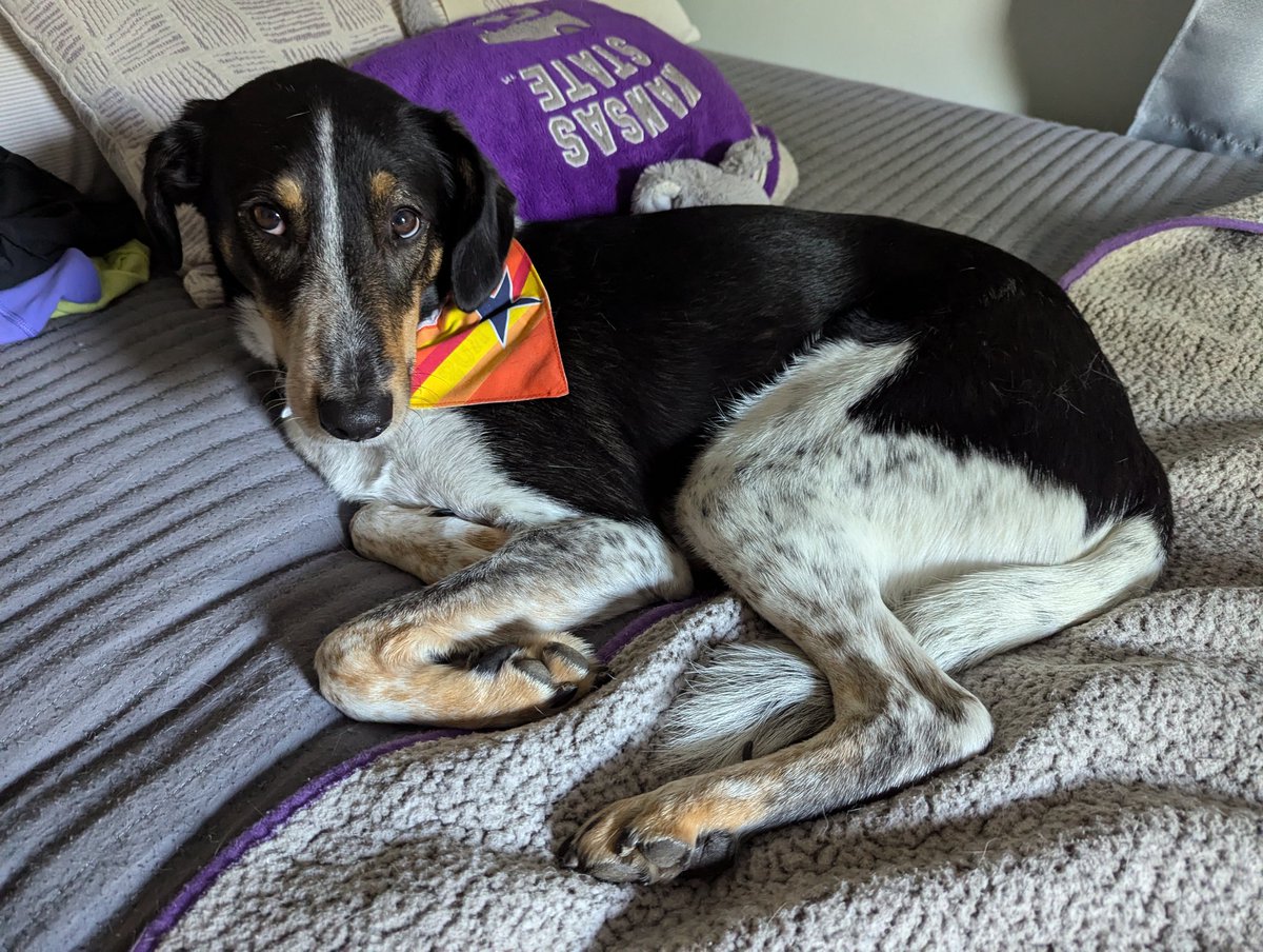 I'm unwell right now. 
Here's a cute picture of my dog to help the Astros get their bats going.