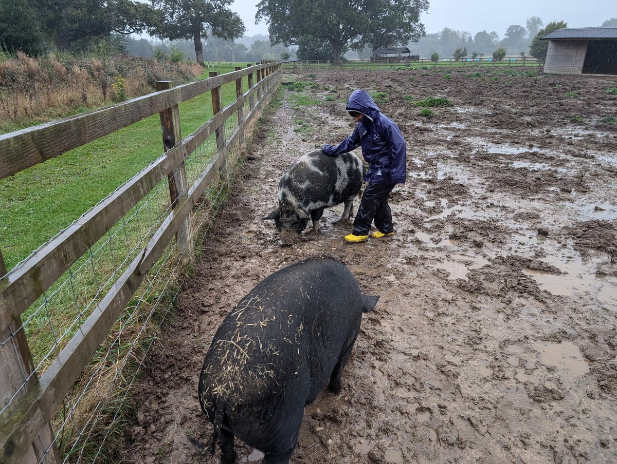 YH_SmallHolding's tweet image. When #YorkHouseY2 smallholding club were asked if they wanted to go out in the rain this afternoon there was an overwhelming &quot;YES!&quot; Waterproofs on we visited the muddy pigs and kept the chickens dry under the shelters @YorkHouseSch