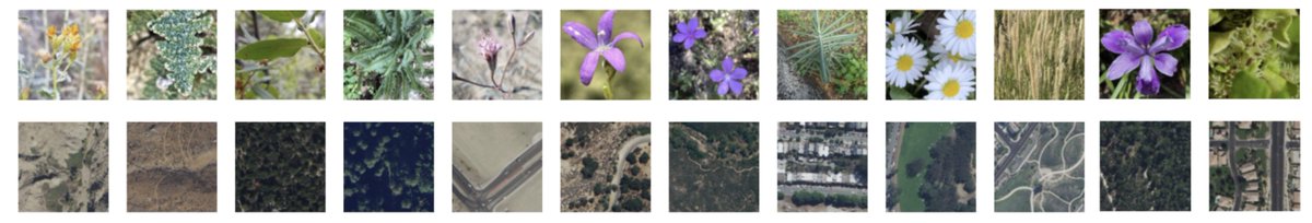 After a recent <a href="/PNASNews/">PNASNews</a>, Lauren Gillespie <a href="/leg2015/">Lauren E. Gillespie</a> continues her saga w/ a new paper together with undergrad Andy Huynh
arxiv.org/abs/2409.19439

Published @ European Conf of Computer Vision <a href="/ECCVconf/">European Conference on Computer Vision #ECCV2026</a> 

Contrastive learning to identify species with aereal &amp; ground pictures!👇