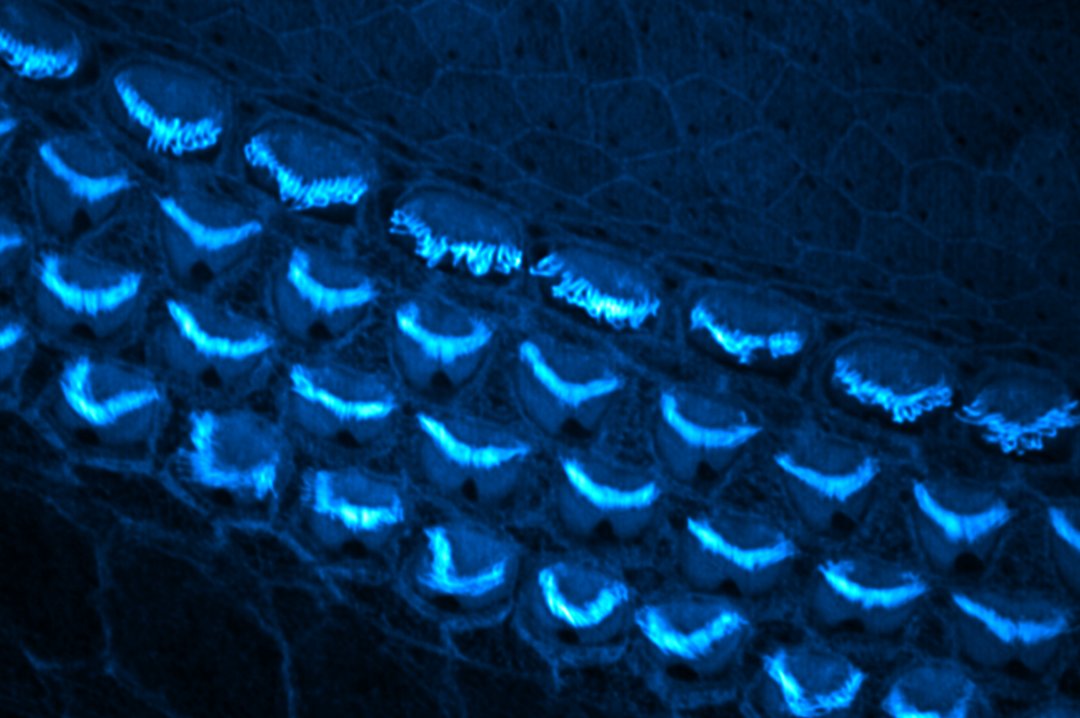 BioVision Technologies tweet media