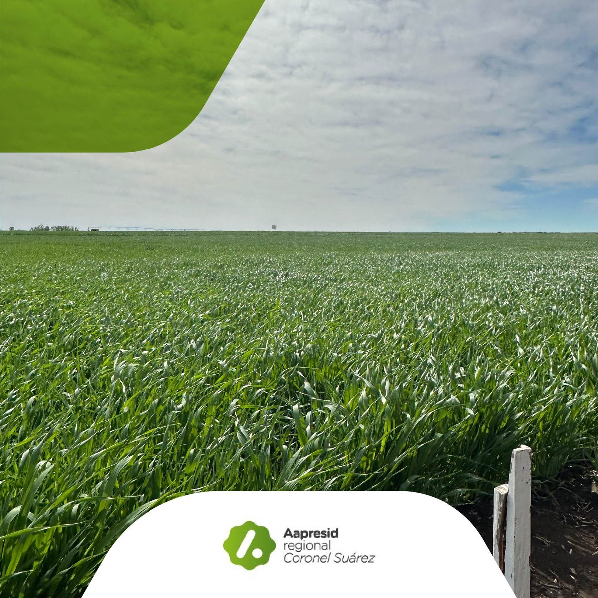 Preparando el espacio en el que realizaremos la Jornada UPA. Las actividades están centradas en los ensayos de cebada para las empresas Syngenta, Corteva, Koppert y Alltec Bio.
 
Entramos en la cuenta regresiva. Vos,  ¿ya te inscribiste?

tinyurl.com/inscripcionjor…