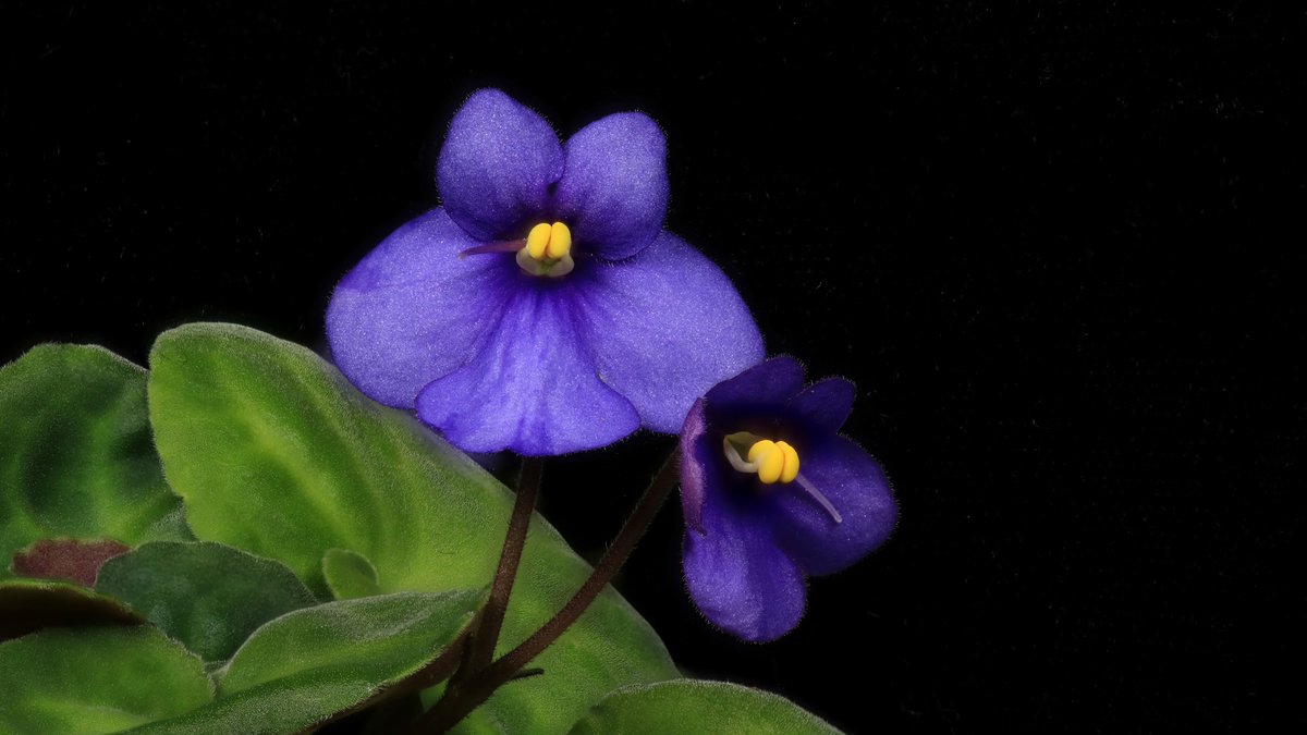 Duke Biology (@dukebiology) on Twitter photo From house plant propagation to crop regeneration? Thanks to a recently awarded @DOE <a href="/jgi/">Joint Genome Institute</a> CSP project, Andrew Willoughby <a href="/andrewilloughb/">Andrew Willoughby</a> will develop the genus Streptocarpus, which includes African violets, as a model system for plant regeneration. jgi.doe.gov/announcement-f… From house plant propagation to crop regeneration? Thanks to a recently awarded @DOE <a href="/jgi/">Joint Genome Institute</a> CSP project, Andrew Willoughby <a href="/andrewilloughb/">Andrew Willoughby</a> will develop the genus Streptocarpus, which includes African violets, as a model system for plant regeneration. jgi.doe.gov/announcement-f…