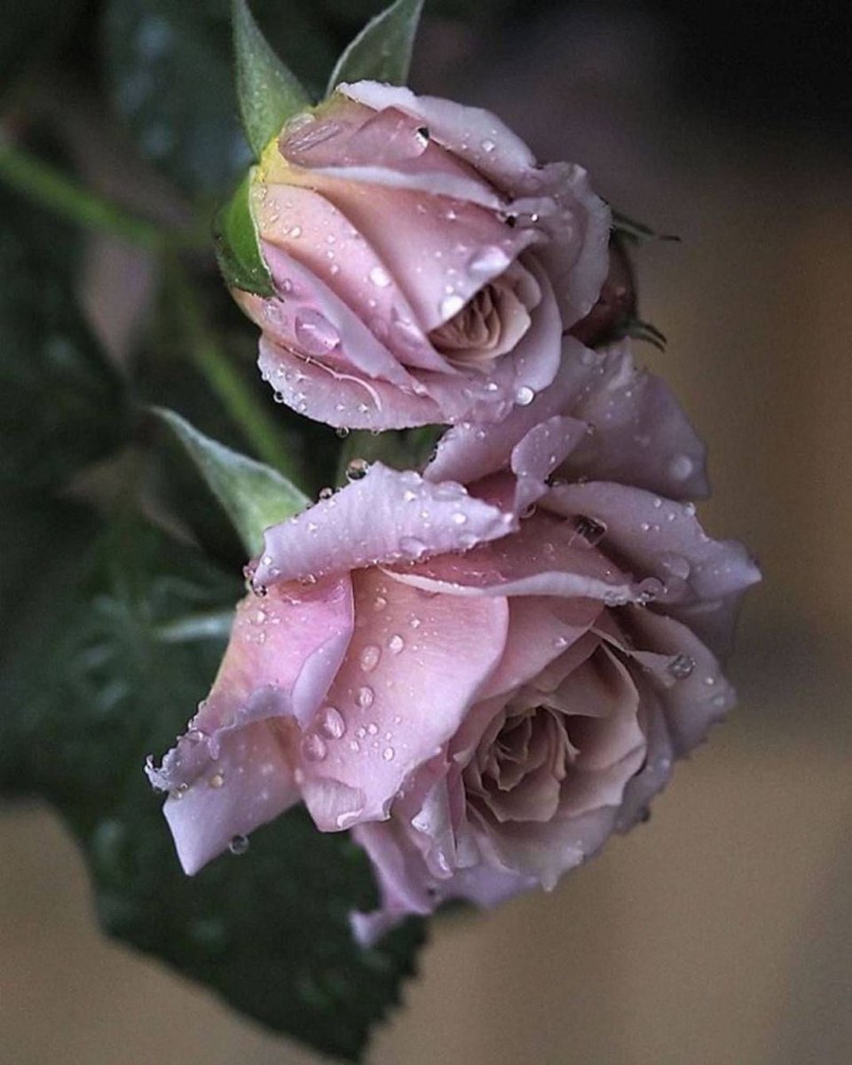 samarkis tweet media