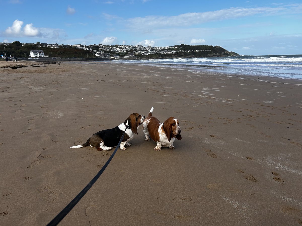 Daisy and Wilson at Benllech beach Anglesey today 🐶🐶