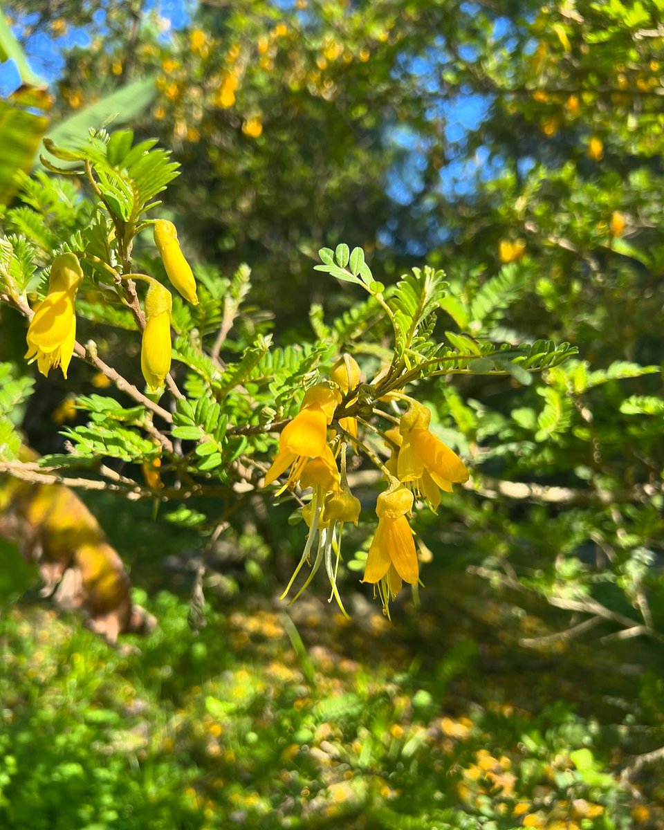 Fundación Reforestemos tweet media