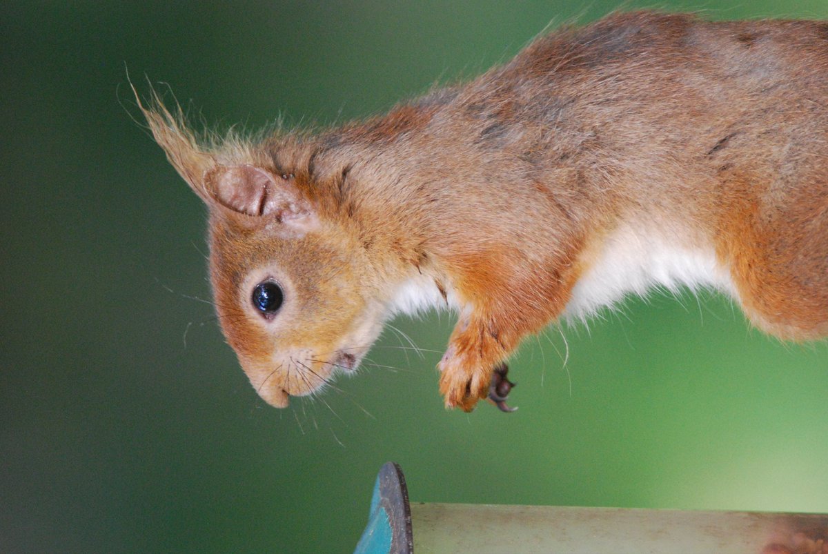This #RedSquirrelAwarenessWeek I'm going back through some of my favourite pics of these fantastic little creatures. Busy, inquisitive always on the go! #WildBrownsea #RedSquirrel <a href="/DWTBrownsea/">DorsetWildlife Trust</a> <a href="/DorsetWildlife/">Dorset Wildlife Trust</a> <a href="/BrownseaNT/">Brownsea Island</a>
