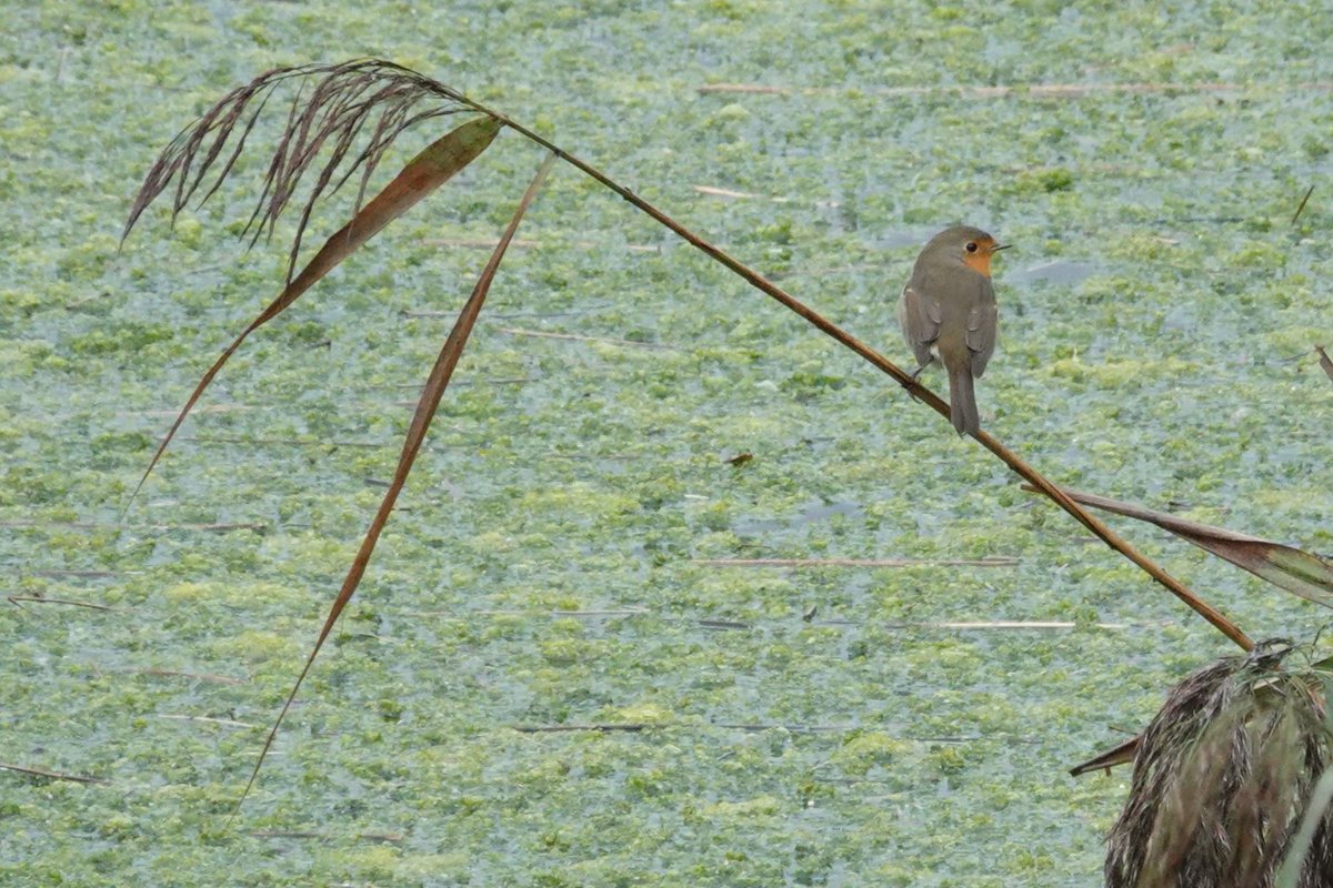 Howard Vaughan (@elbf2010) on Twitter photo Norfolk Autumn Migration Tour for <a href="/OrioleBirding/">Oriole Birding</a> - 1st October 2024
A dryer day around Cley. And the best migrant pic I could manage was this reed bed dwelling pale Robin blueeyedbirding.blogspot.com/2024/10/norfol… Norfolk Autumn Migration Tour for <a href="/OrioleBirding/">Oriole Birding</a> - 1st October 2024
A dryer day around Cley. And the best migrant pic I could manage was this reed bed dwelling pale Robin blueeyedbirding.blogspot.com/2024/10/norfol…