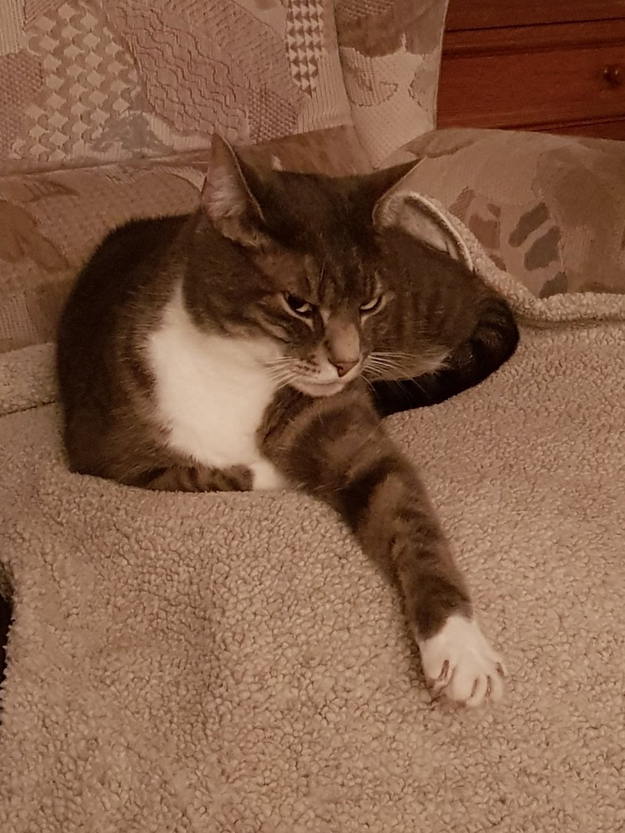 newsfromrob's tweet image. She really dislikes the cam.

#madcat #cats #CatsOnX