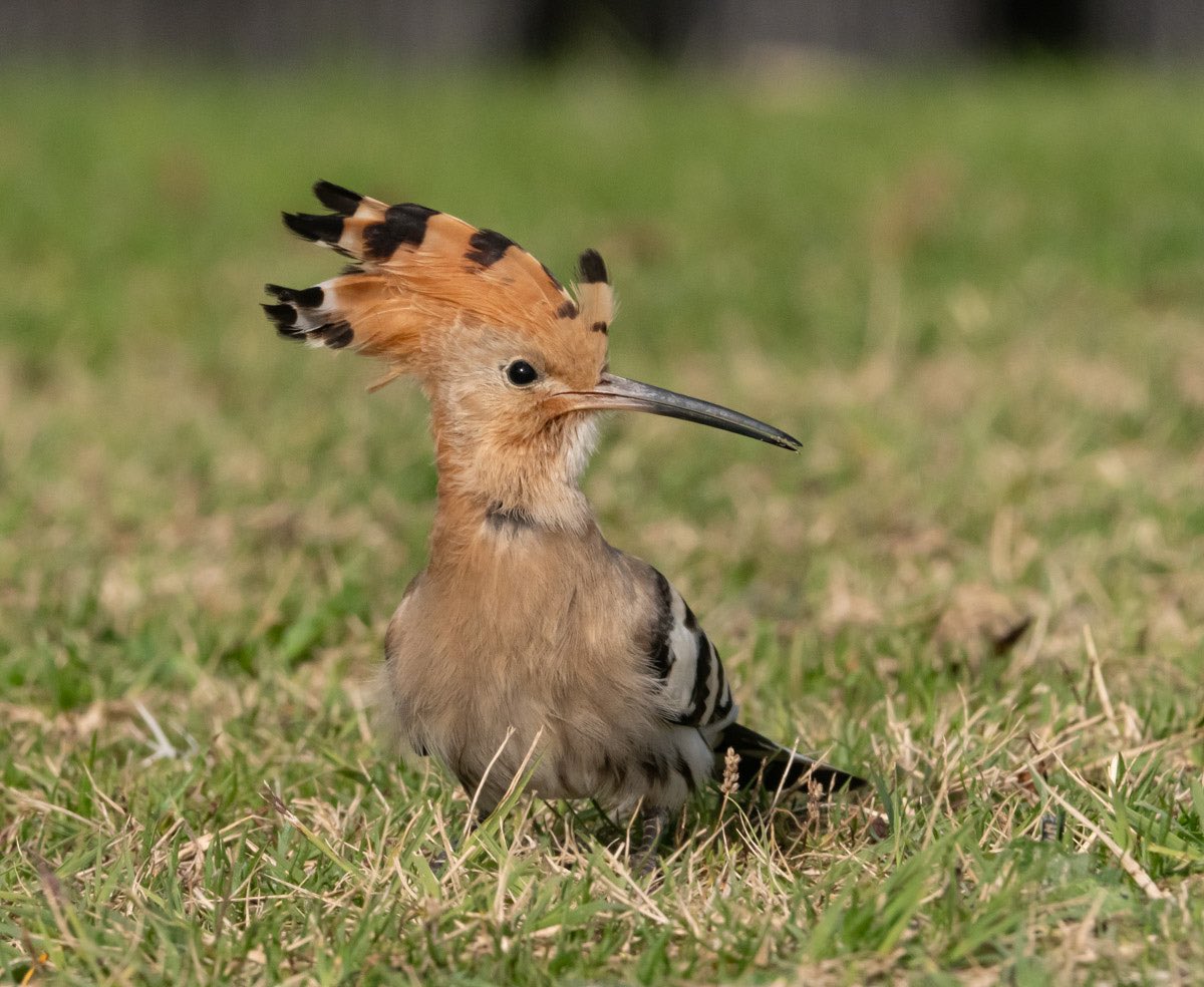 Mark Hipkin tweet media