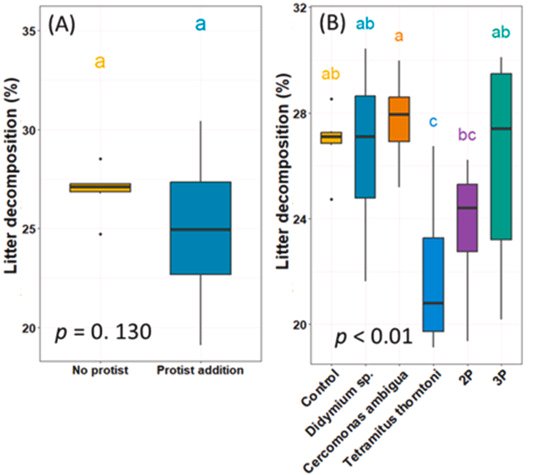 Stefan Geisen (@stefan_geisen) on Twitter photo Amazing news <a href="/YuxinWang71/">Yuxin Wang</a> published her first #PhD chapter <a href="/SoilBiolBiochem/">Soil Biology & Biochemistry Journal</a>
#protists =protists? No, species differ in their function, here shown for litter #decomposition
sciencedirect.com/science/articl… Amazing news <a href="/YuxinWang71/">Yuxin Wang</a> published her first #PhD chapter <a href="/SoilBiolBiochem/">Soil Biology & Biochemistry Journal</a>
#protists =protists? No, species differ in their function, here shown for litter #decomposition
sciencedirect.com/science/articl…