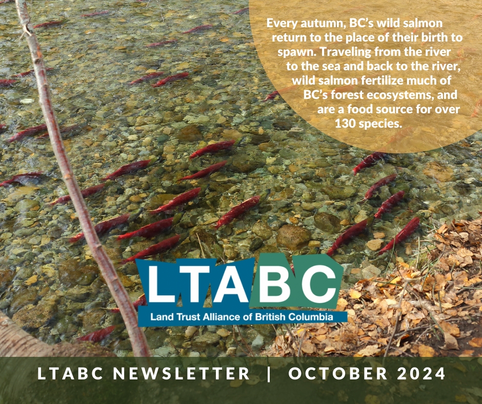 LTABC October 2024 e-news - mailchi.mp/fbf4452fcff6/l…