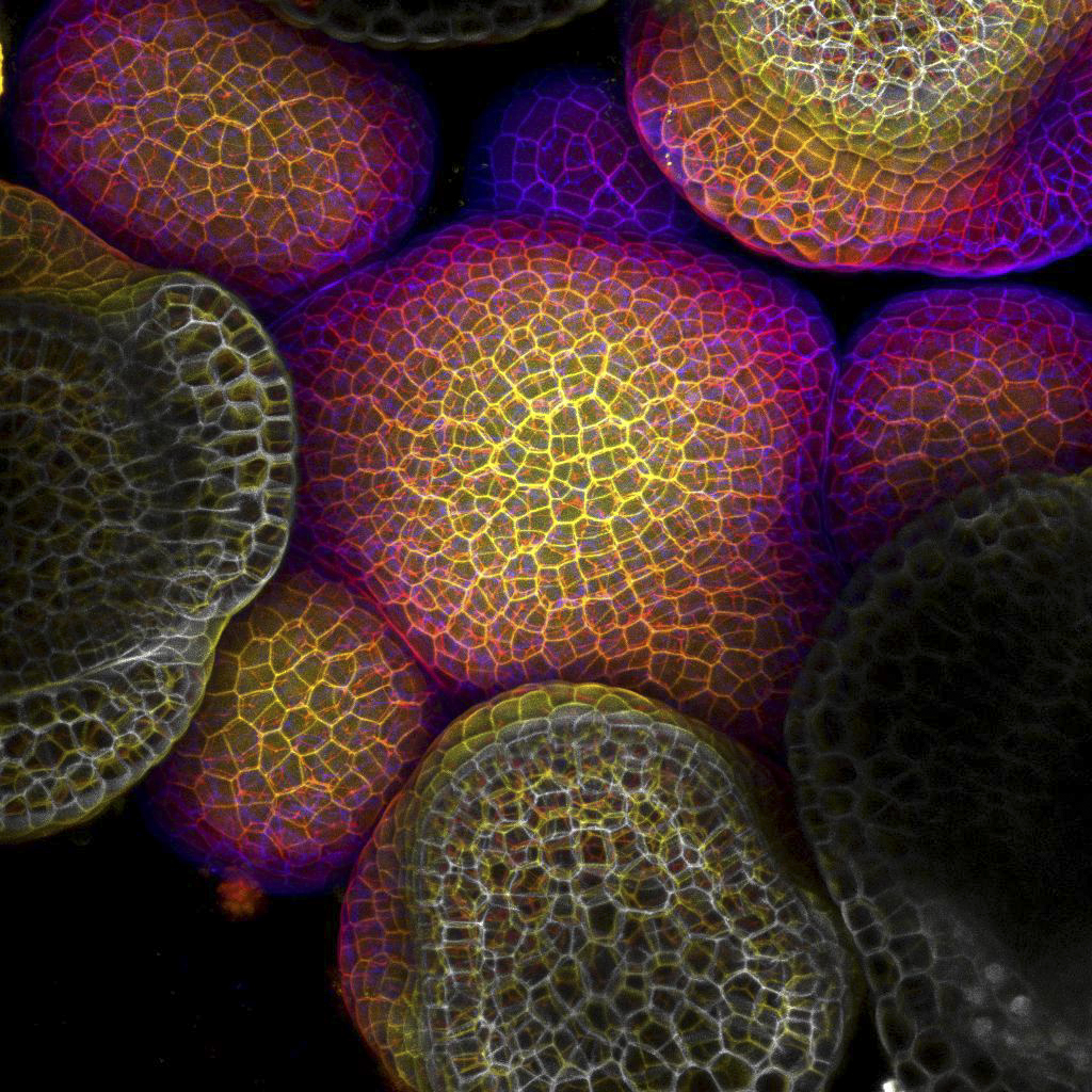 HHMINEWS's tweet image. 🌿 Welcome to HHMI’s Beautiful Biology!

Explore hidden beauty in the biological world with these stunning images. From a fungus cross-section to the early stages of a flower, the natural world has never looked so fascinating! 

Explore more: hhmi.org/beautifulbiolo…