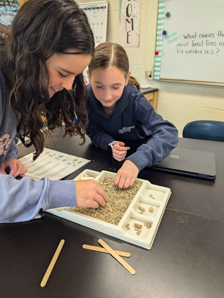 Gastropods, echinoderms, porifera, oh my! 6th grade fossil dig under way!  #barkalow #fossils