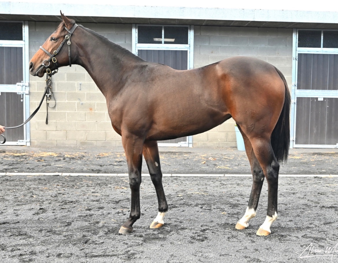 NatStudStallion's tweet photo. ๐ฐGreat result for LOPE Y FERNANDEZ @Goffs1866 Orby!
Lot 259 (ex ๐๐ข๐ฑ๐ฑ๐บ ๐๐ฐ๐ญ๐ญ๐บ) is knocked down to Jason Kelly Bloodstock for โฌ175,000 ๐คฉ
The filly is the stamp of her sire, best of luck to new connections ๐
#LYF #NSstallions #Firstyearlings https://t.co/yiWyCKJemR