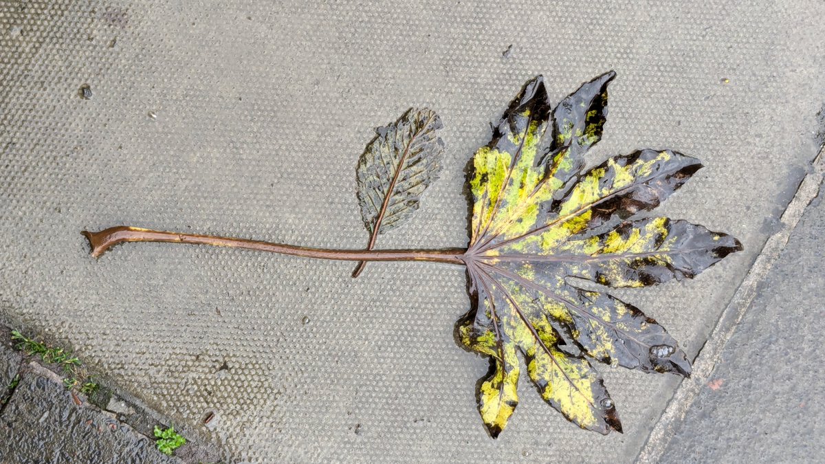 No Mocha this week! Both kids off childcare so my Monday jaunt/workday was but candy floss in the rain. Hopefully back at it next week *prayer hands prayer hands*. In the meantime, any hot tips for a hot coffee in Edinburgh?? Here’s a pic of leaf rotting pleasantly to inspire <3