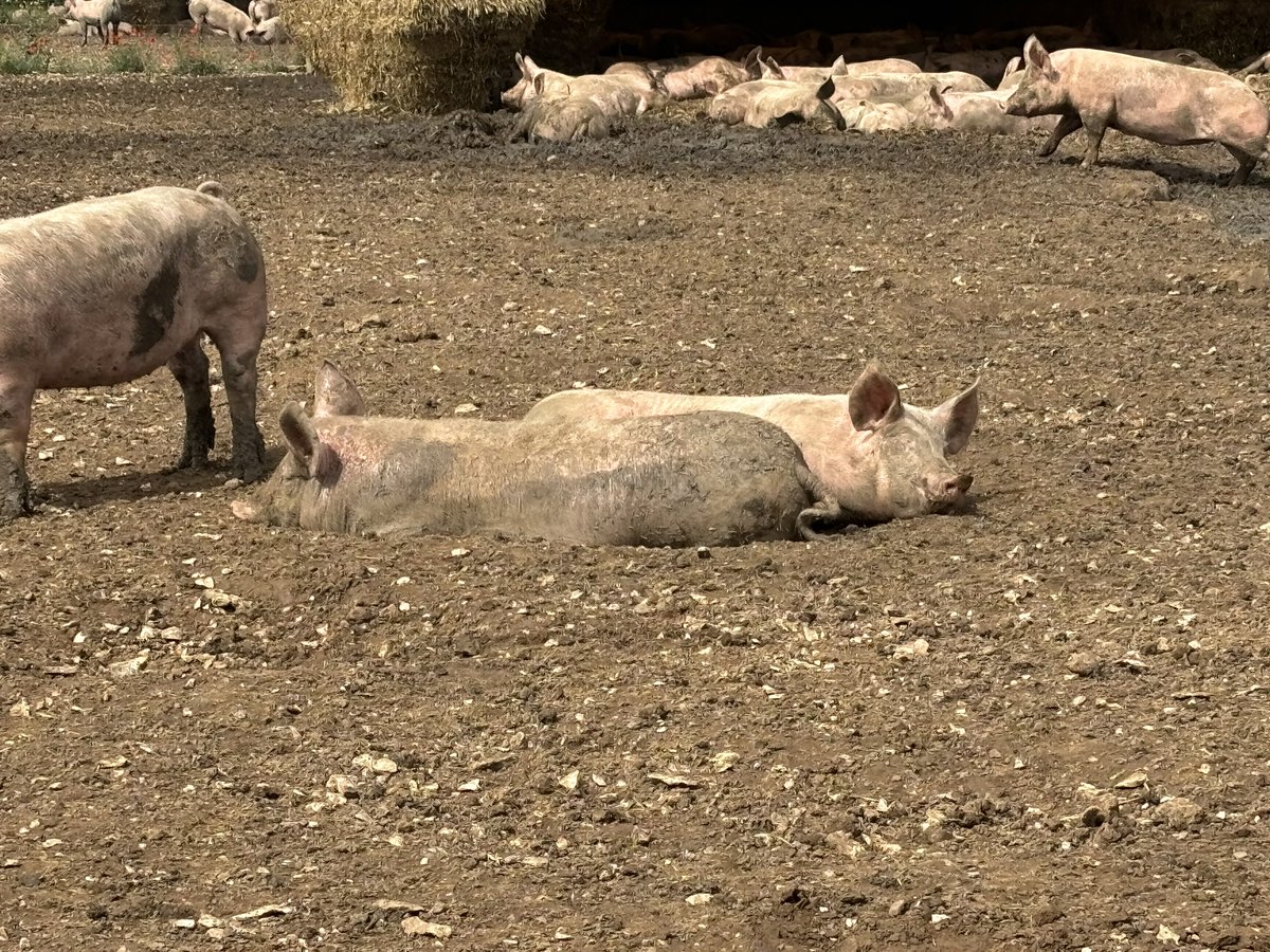 As farmers there’s so much pressure to be all things to all people. Animal welfare, environmental, quality of end product and keeping costs and ultimately price down for the consumer whilst doing so.
I can’t think of another sector that comes under such scrutiny. 
1/4