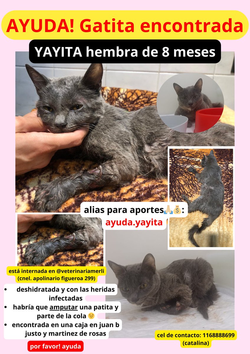 _fantasticat's tweet photo. !!! Gatita encontrada en villa crespo, en una caja y super lastimada. Ahora está internada en la vete merli, van a tener q amputarle una patita y parte de la cola, ambas están podridas e infectadas, ella ademas está deshidratada y con fiebre. Porfi necesitamos aportes y difusión! https://t.co/2J5IJ9ds8m