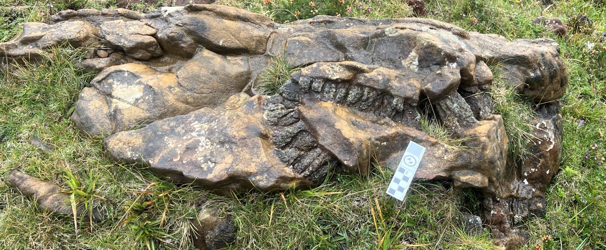 Deformed clinopyroxenite-dunite layers, Cabo Ortegal Massif. 
単斜輝岩とダナイトの層状構造がぐにゃっと曲がってる。って、やはり、曲がってるかどうかは、目印がないと気づかないのかもしれない。
#lherzolite2024 #geoscience
