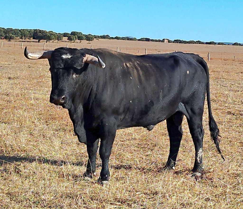 MC_huertasvega's tweet photo. Toro de la casa en Santa Coloma negro #toro #belleza #lucero #pitones #ganaderiacristinahuertas #ganadobravo #bonito #toledo #otoño #ganaderiabrava #hechuras #armonía https://t.co/GGBCLht3vI