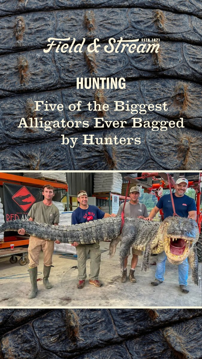 FieldandStream's tweet photo. American alligators can grow to gargantuan proportions. Here are some of the biggest ever taken by rod, gun, or bangstick.
https://t.co/FaNBKT4yKv ๐
#TheLegendLives #AlligatorHunting #Gators https://t.co/4WRB9EbrIJ