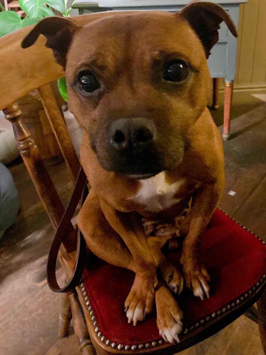 Little Dixie 
Being the good girl she always tries to be at our local pub 💕🐾 😇