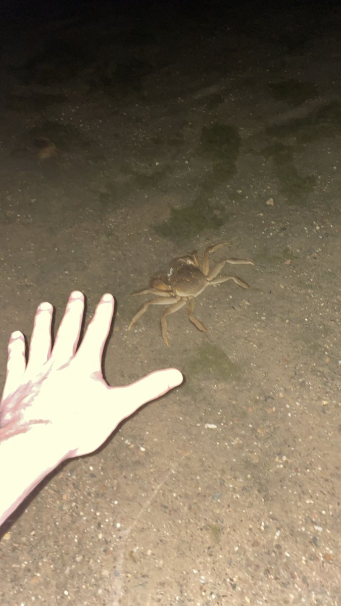 Wilde een duik nemen bij schemer van de bisonbaai, blijken de wolhandkrabben nu massaal op trek te gaan naar zee. Brrr!