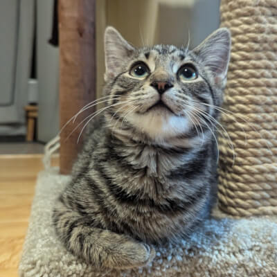 Meet Tommy &amp; Dasher

Tommy the Tom Cat, marmalade-coloured coat and big doughy eyes! He'll probably be the cuddliest cat you'll ever meet. Dasher is a calm cucumber. He loves to be petted and played with and would do well in any environment.

Adopt: docs.google.com/forms/d/e/1FAI…