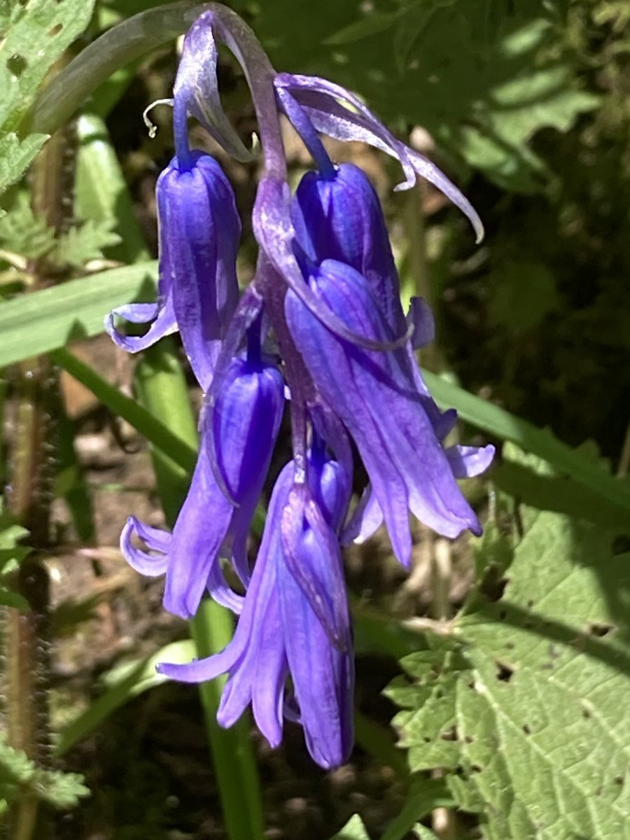 cygnuscubensis's tweet photo. #hyacinthoidesnonscripta https://t.co/jyLZqAvGoE