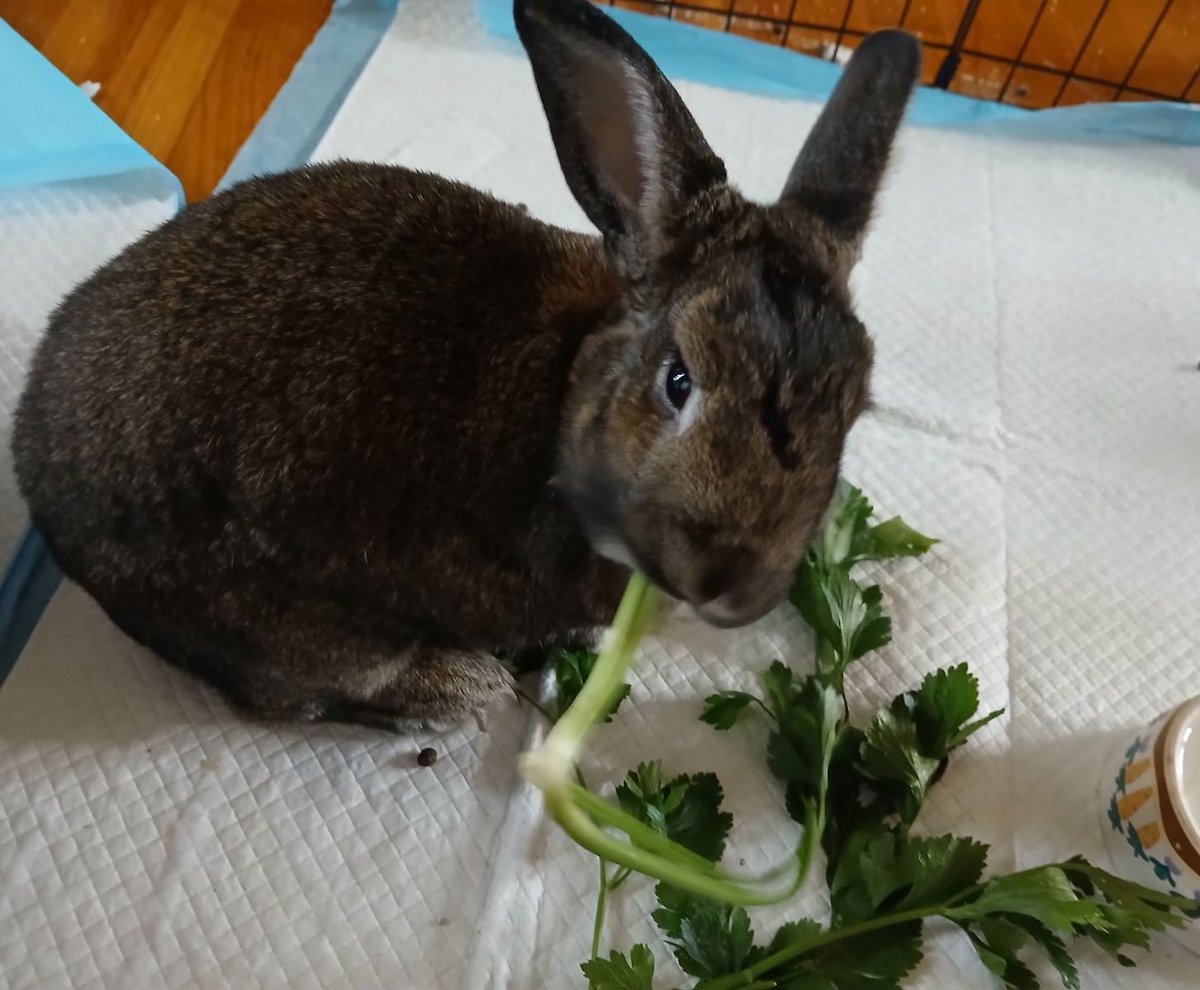awlswa's tweet image. We helped to feed our community today with an October harvest and the volunteers at Zion in Whitehouse! We also fed some furry friends with leftovers!! @OSLN #BetterTogether #LandLab 🐰🥕🥦🥬🍅