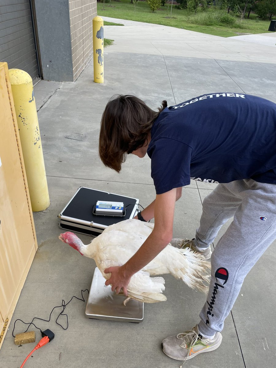 AHS_FFA's tweet photo. The Turkey Show Team is putting in the work getting the birds ready for the Youth Market Turkey Show. #SAE #Doingtolearn https://t.co/HaZWfPNVb4