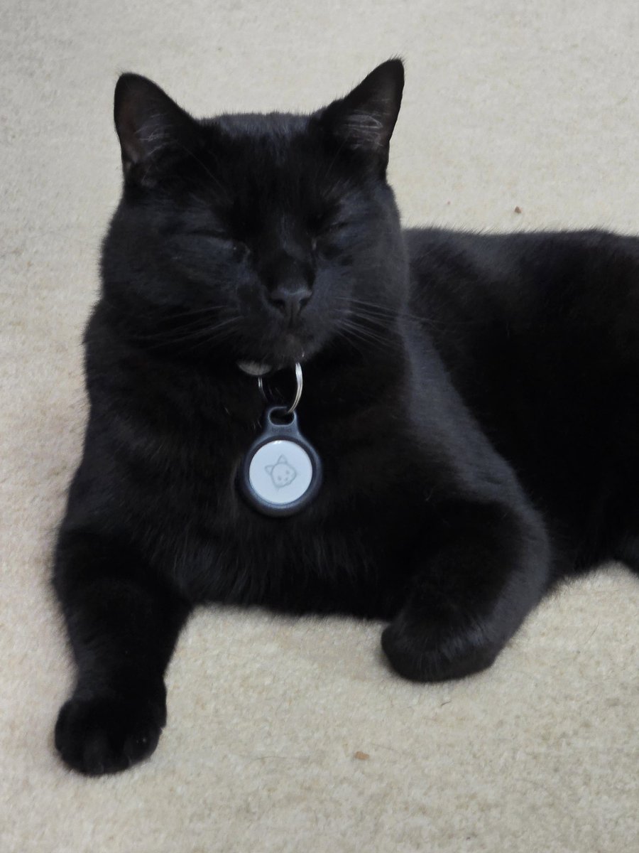 You cannot get any more regal than this cat 🤣 <a href="/mattsyourlot/">Matt Rogers</a> #blackcatappreciation #CatsofTwittter