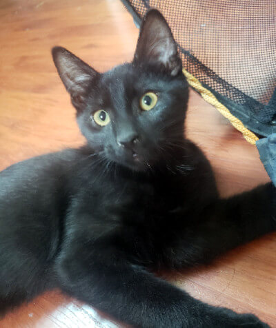 Meet Lucas &amp; Grayson

These two adorable, fun-loving and handsome brothers are the best boys! Grayson loves attention and will even try to open door knobs to get to his humans. Lucas gives little kisses and often likes to clean our hair!

Adopt: docs.google.com/forms/d/e/1FAI…