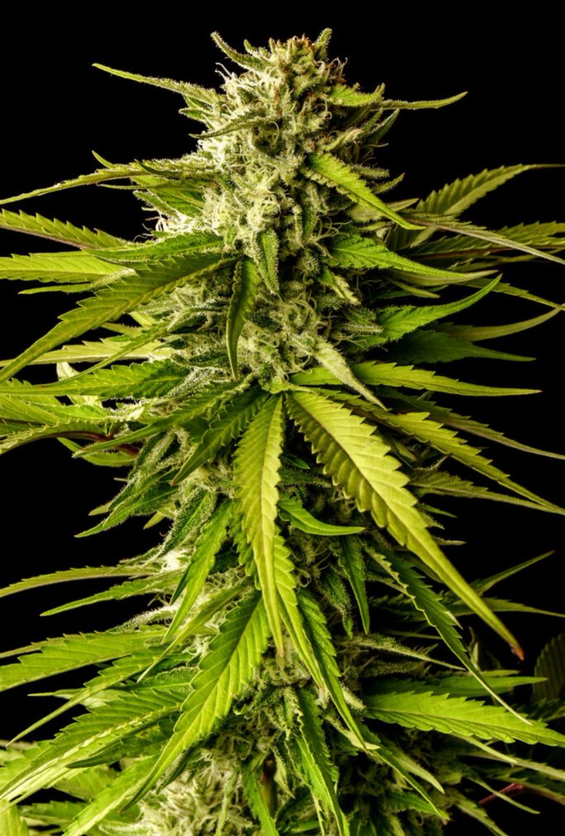 KannabiaGlobal's tweet photo. BREAK-UP CAKE by #Kannabia ๐ฑ @KannabiaSeeds @Kannabia_Samen @Kannabia_US
โน๏ธ #BreakUpCake #cannabisseeds:
https://t.co/2VkHjDcAZN
Fem โ๏ธ
Girl Scout Cookies x Cherry Pie
Indica dominant hybrid https://t.co/UyQBTVyV5a