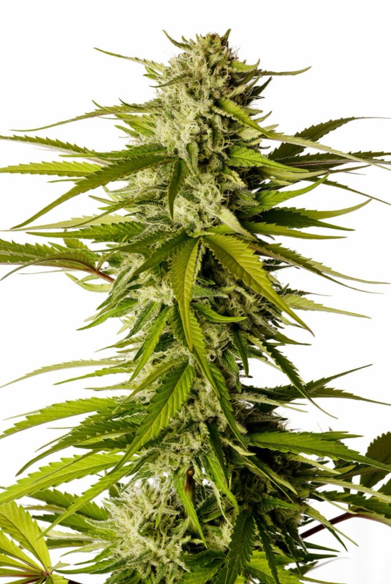KannabiaGlobal's tweet photo. BREAK-UP CAKE by #Kannabia ๐ฑ @KannabiaSeeds @Kannabia_Samen @Kannabia_US
โน๏ธ #BreakUpCake #cannabisseeds:
https://t.co/2VkHjDcAZN
Fem โ๏ธ
Girl Scout Cookies x Cherry Pie
Indica dominant hybrid https://t.co/UyQBTVyV5a