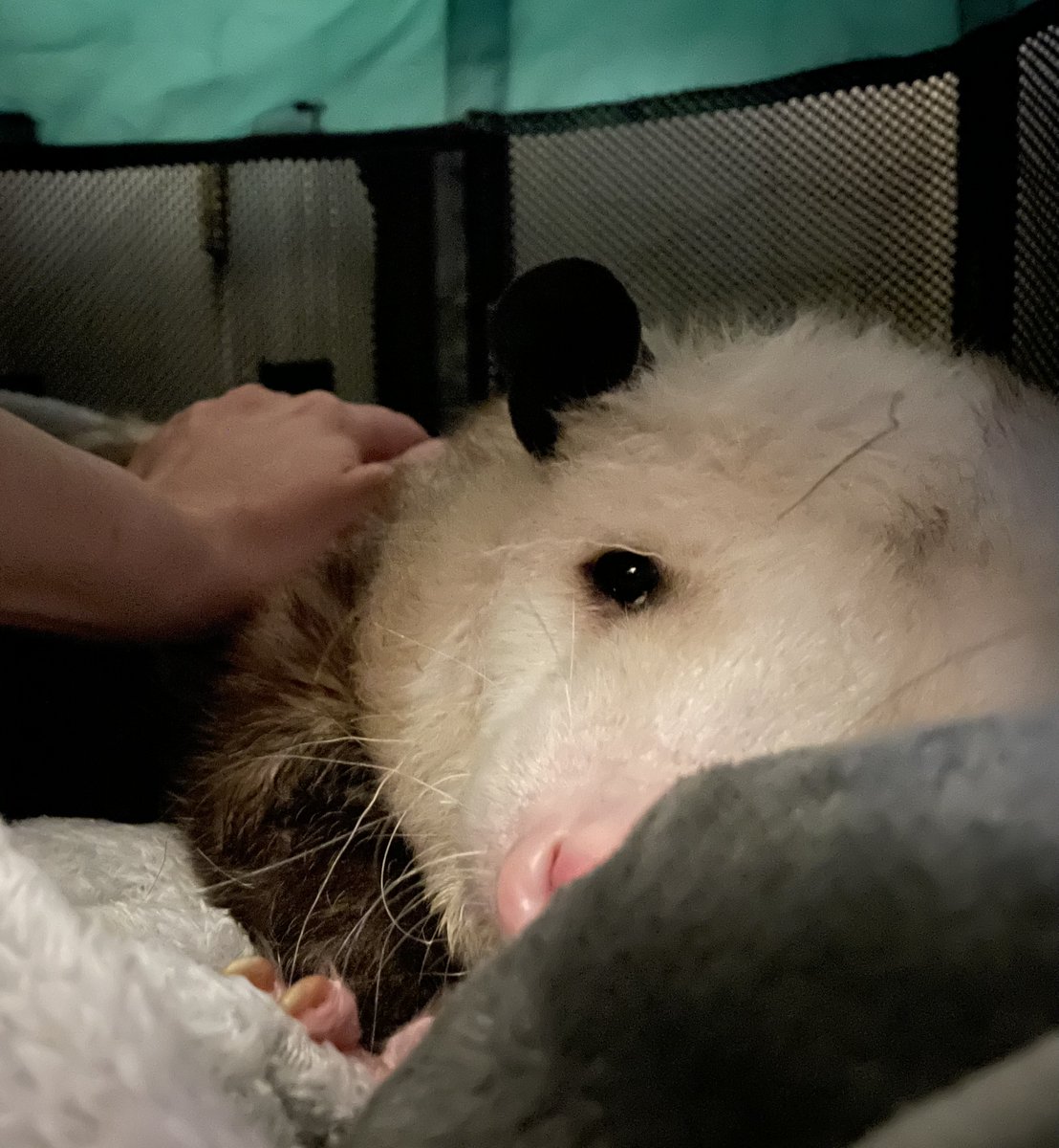 My little one is not doing well. He could use all the good thoughts right now.