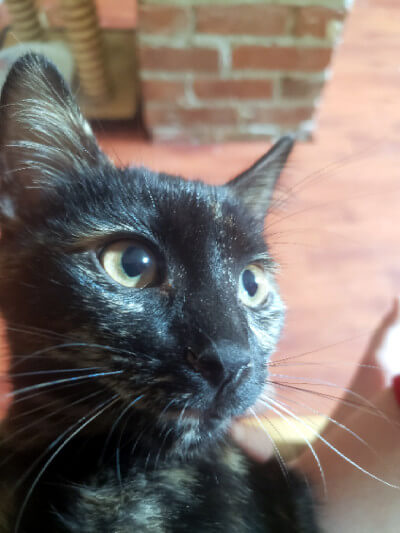 Meet Gloria &amp; Hermione

They are two beautiful, kind and funny sisters who are a joy! Gloria is cautious and SO curious. With a quiet home, she builds her trust and loves to be petted. Hermione is outgoing, gregarious, full of energy and curiosity.

Adopt: docs.google.com/forms/d/e/1FAI…