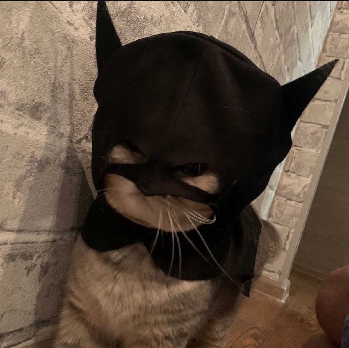 Black Velvet Cat Collar With Leather Golden Bat Batman- Golden Leather Pet  Tag-pet Collar-designer Cat Collar-unique Cat Collar-leather Tie - Etsy, image size:1200x1199