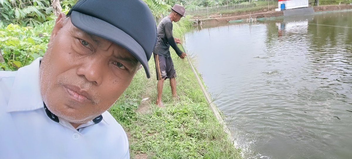 Rokit_66's tweet photo. Kamis (01/08/2024) ROKIT SP Luhkan Kab Sinjai mendampingi panen parsial udang vaname di Desa Panaikang Kec Sinjai Timur An Najamuddin Amin produksi 175 Kg zise 85 ekor/kg harga Rp 53.000/kg
#GiatLuhkanSatminkalMaros 
#Luhlapor
#Panen https://t.co/hJ1ewy9JYN